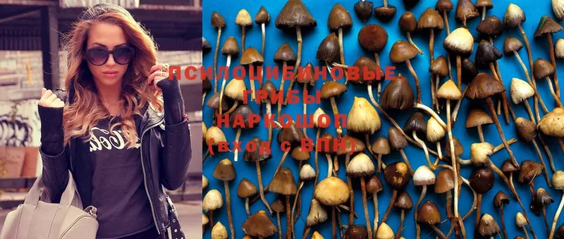 Псилоцибиновые грибы Cubensis  Удомля 